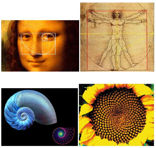 La proporcion aurea en la Gioconda, el Hombre de Vitruvio, la concha de nautilus y el disco de un girasol